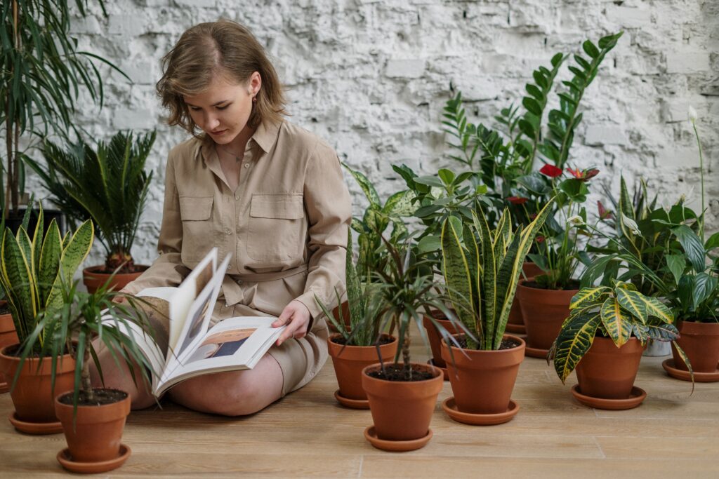care guide for indoor plants